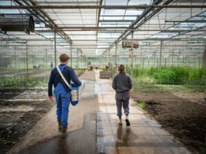Biologische tuinbouw in Dronten - Flevoland bij Warmonderhof